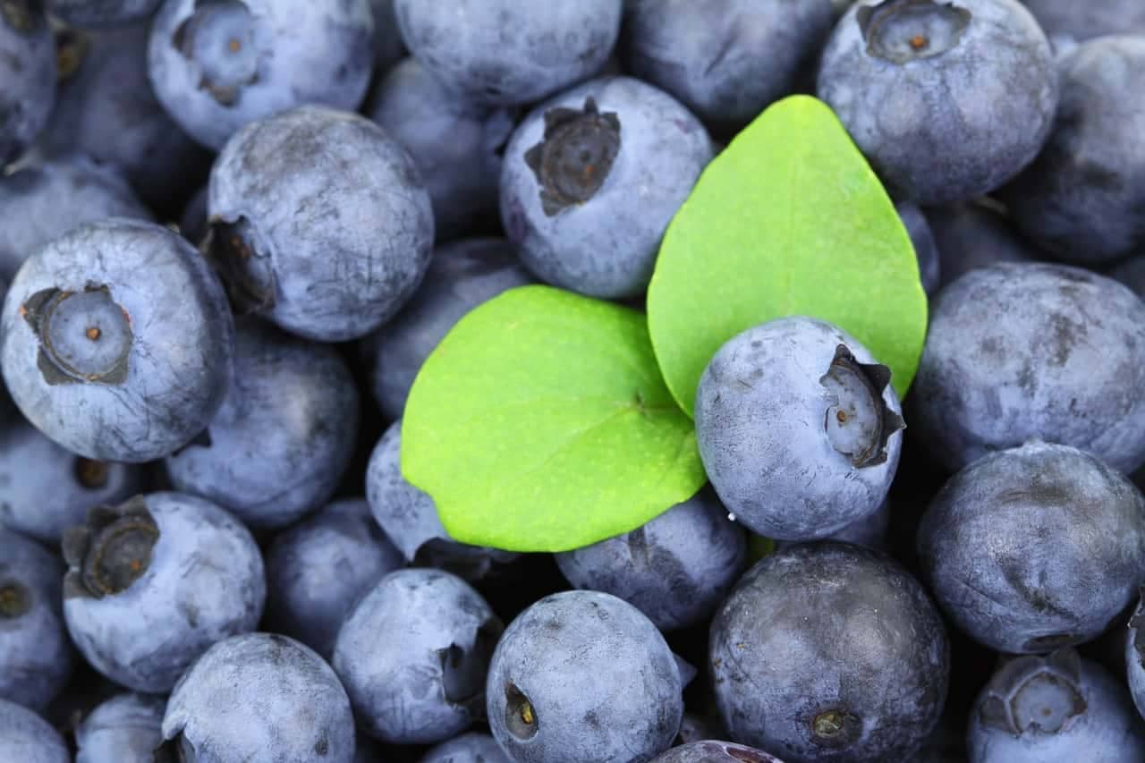 Waldheidelbeeren-und-die-Wirkung-auf-den-CholesterinspiegelNatuerliche-Hilfe-fuer-die-Herzgesundheit