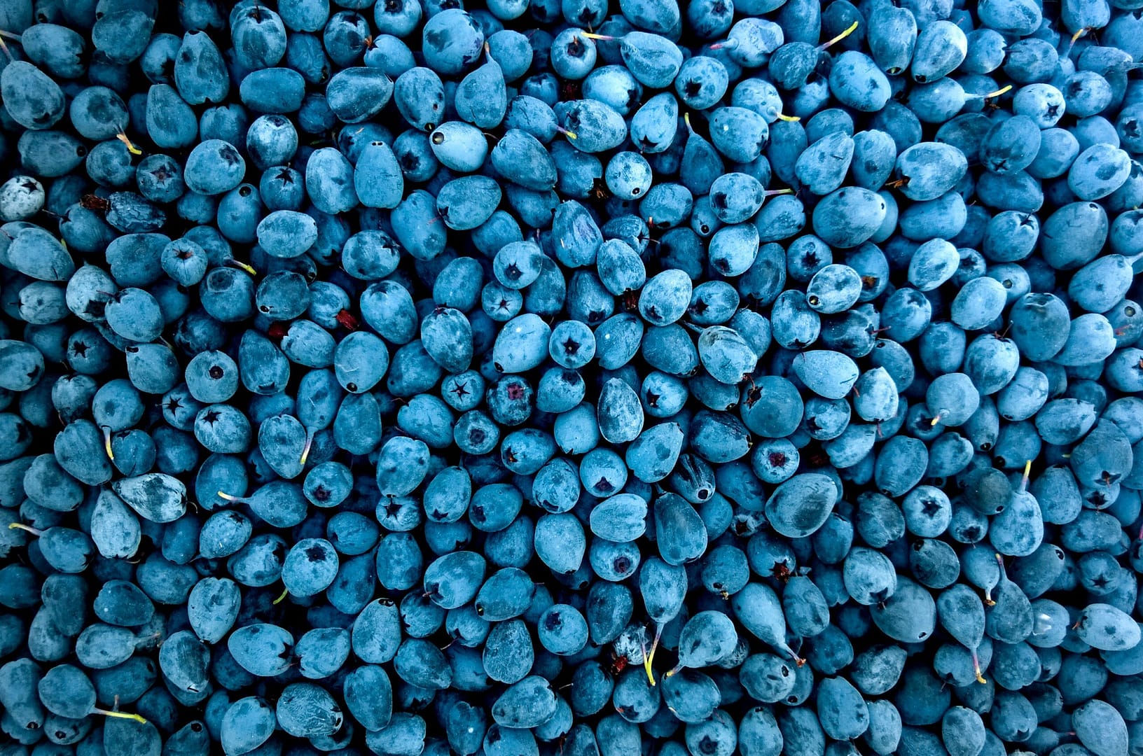 Die gesundheitlichen Vorteile von Waldheidelbeeren Ein umfassender Überblick