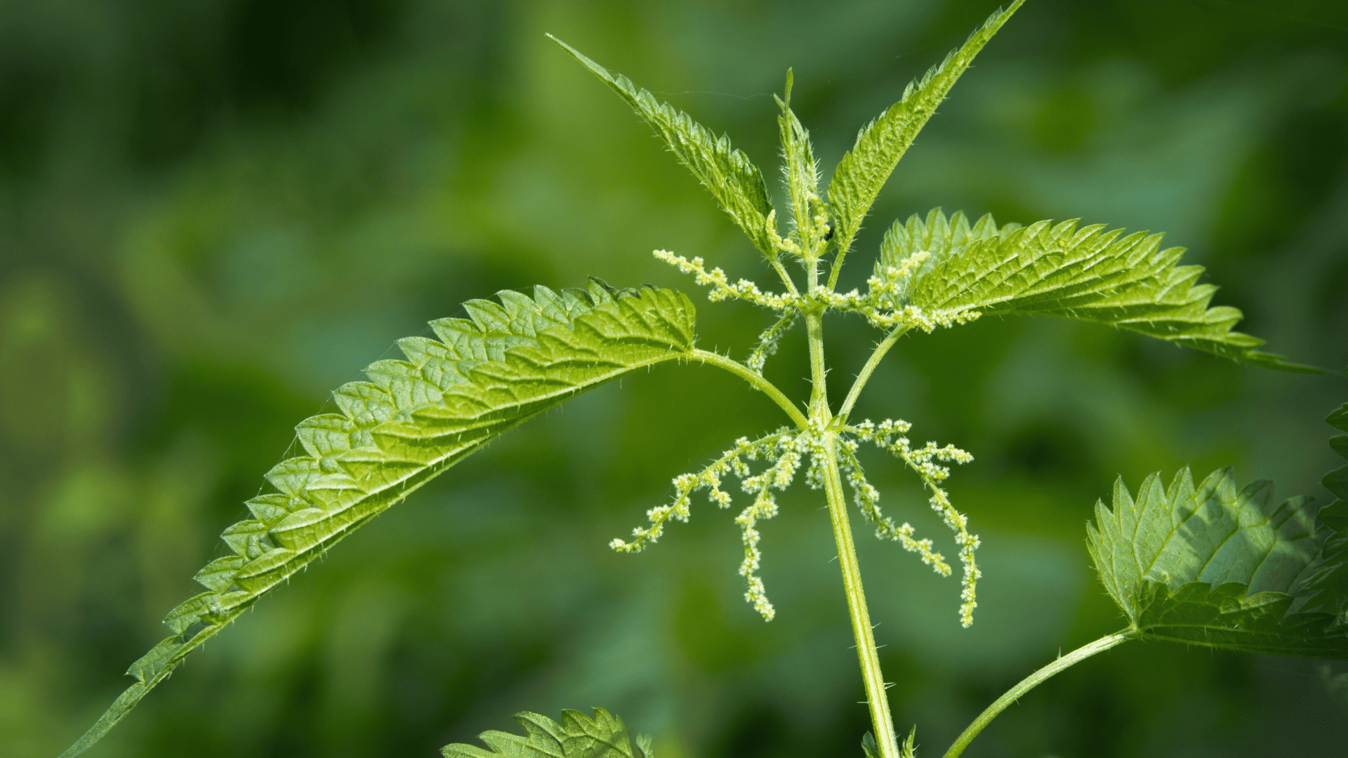 Brennnesseltinktur und Arthritis Natürliche Schmerzlinderung