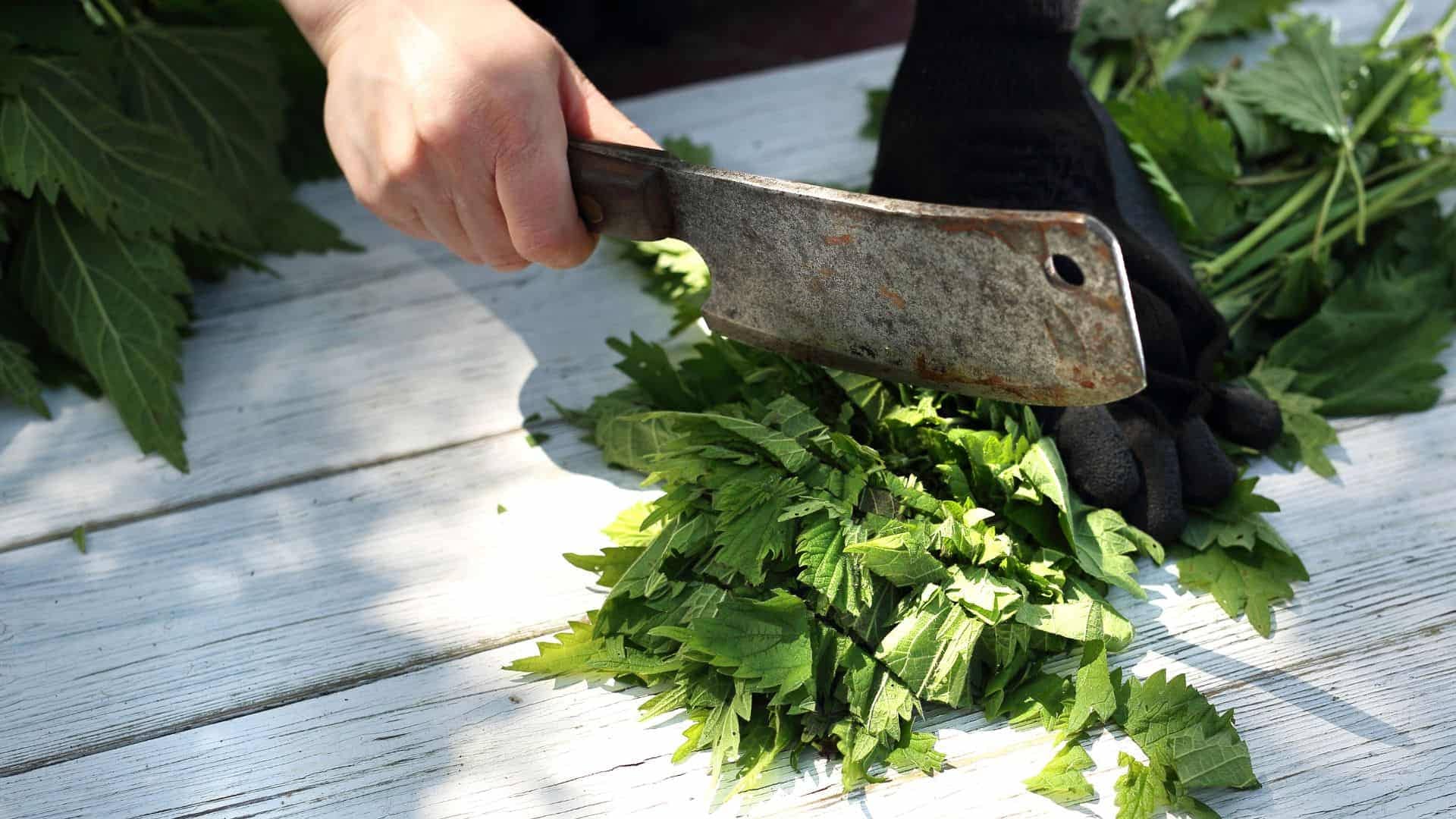 Die Brennessel – Ein Allrounder für die Gesundheit Brennesseltinktur zur Hautpflege und Gesundheit