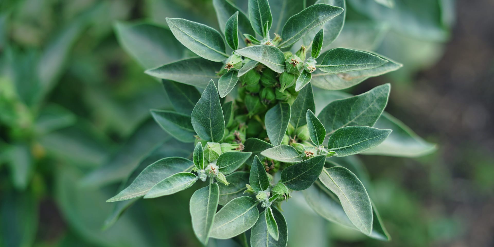 Ashwagandha und die Kognition Steigerung der Gehirnleistung