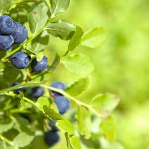 Bio Waldheidelbeeren, Wildheidelbeeren tiefgekühlt, anthony william