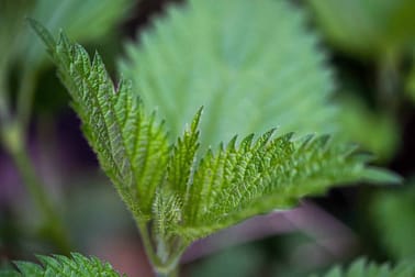 Brennnesseltinktur Natürliche Unterstützung für die Gelenkgesundheit