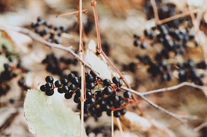 Die Superkraft der Holunderbeeren OPC für deine Gesundheit