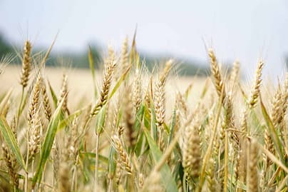 Koliko spermidina je v pšenični moki Pregled