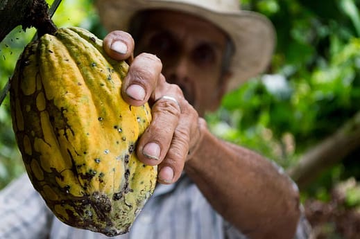 OPC in Kakao Kraftvolle Antioxidantien für Gesundheit und Genuss