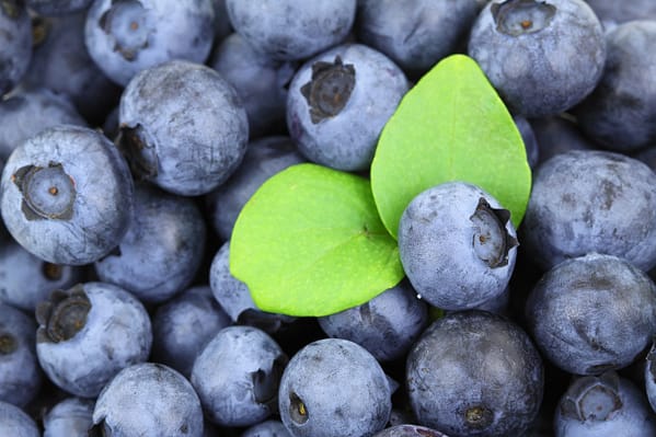 Waldheidelbeeren und ihre Rolle bei der Förderung der Gehirngesundheit