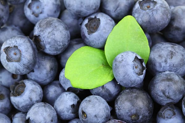 Waldheidelbeeren fuer Sportler Wie sie die Leistungsfaehigkeit steigern