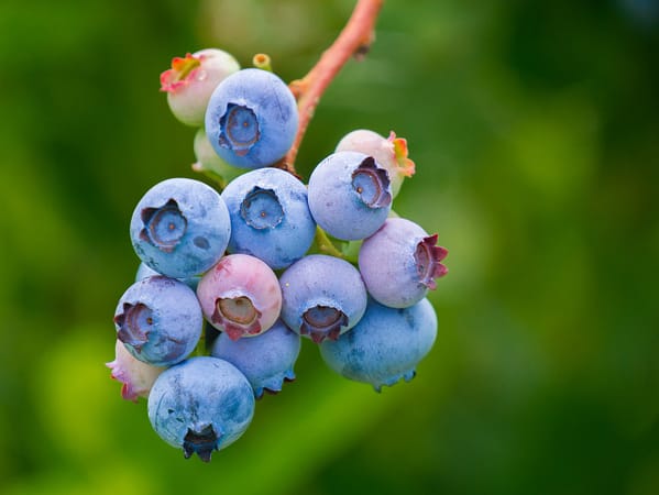 Waldheidelbeeren und Gehirngesundheit Scharfer Verstand durch wilde Beeren