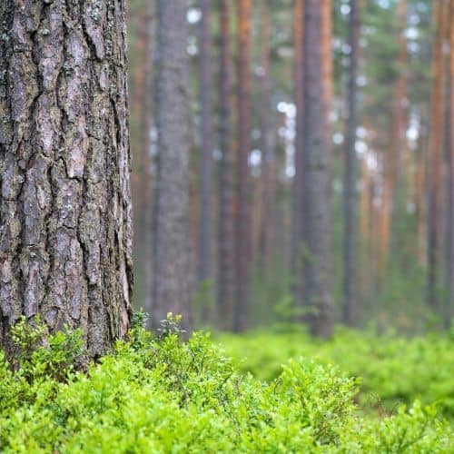 Bio Waldheidelbeeren, Wildheidelbeeren tiefgekühlt